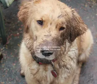 #щп #щитпост #измена 