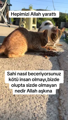 #keşfetbeniöneçıkar #sokakhayvanları 