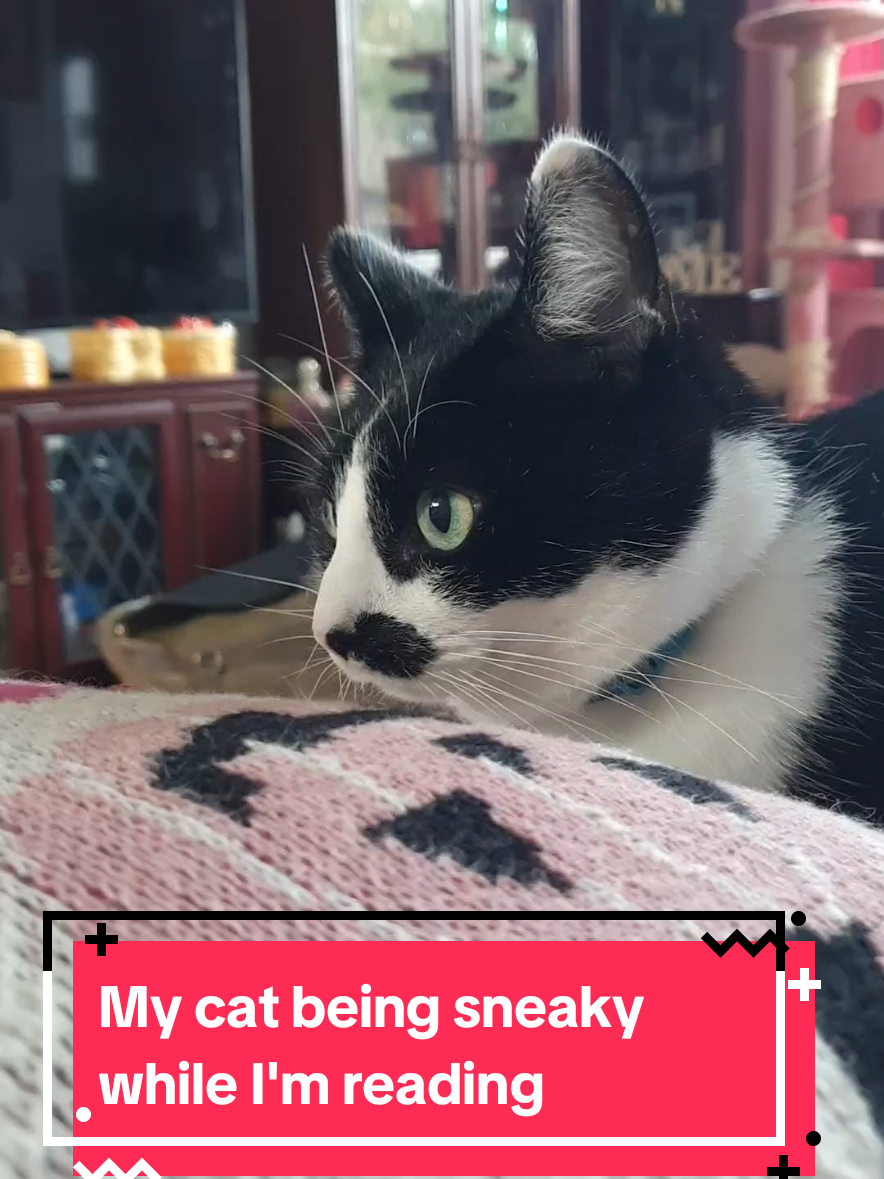 Every time I'm reading or doom scrolling, he 