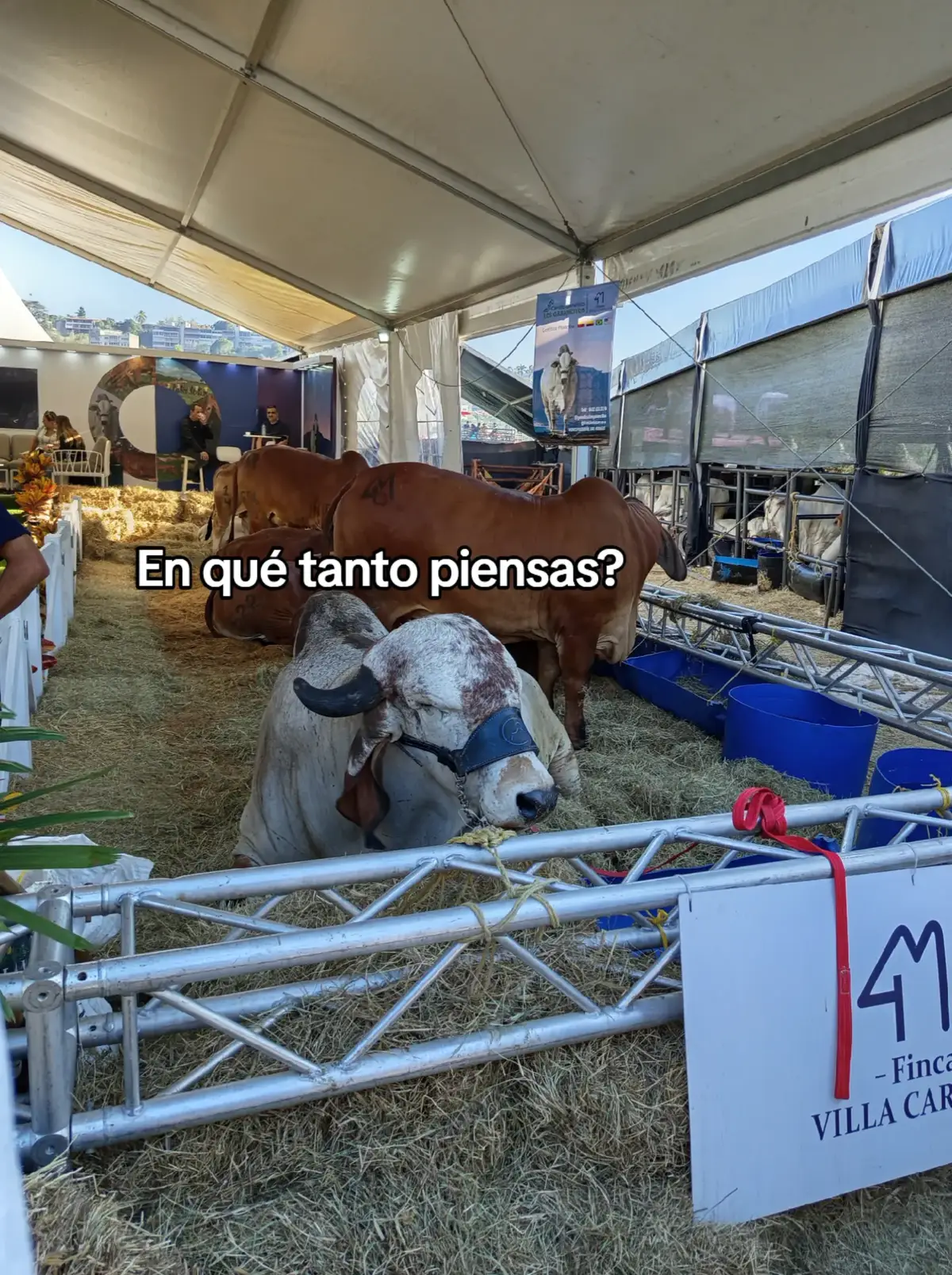 #ganaderia 