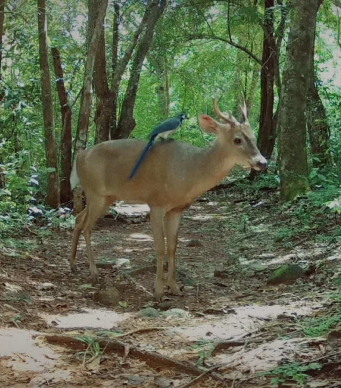 maybe your path isn’t changing, arthur🦌footage sourced via Guanacaste Wildlife Monitoring, Wildlife Conservation Network, aus_trailcam on ig, intermountain_outdoors on ig, christiansenpreserve on ig, Browning Trail Cameras, Franck Grao/ fkg_wildlife on ig, 715TrailCams via GardePro Cameras, Piège photographique Suisse/ swisstrailcams on ig, eurohunt_official on ig, Perry Bailey/ perrybailey304 via Spartan Cameras, Wolf Westsachsen/ wolf.westsachsen on ig, Bernardo Segura Silva/ bernardosegurafoto on ig, Amazing Belarusian forest life on yt, Boring Old Nature on yt, Arizona Wild on yt, Jay Cromack on yt, Corymbia Biodiversity Project - Banyula on yt, Spasojevic Ecology Lab on yt, DONNIE LAWS on yt, Maine Woodsbooger on yt, SWOT on yt, Slade Cutter on yt #rdr2 #arthurmorgan #trailcam #edit #alexg 