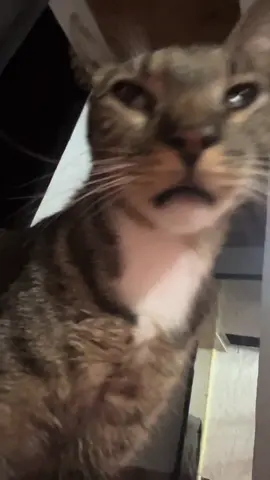 JAJAKAJ mi hijo #gatos #fyp #humor #paratiiiiiiiiiiiiiiiiiiiiiiiiiiiiiii 