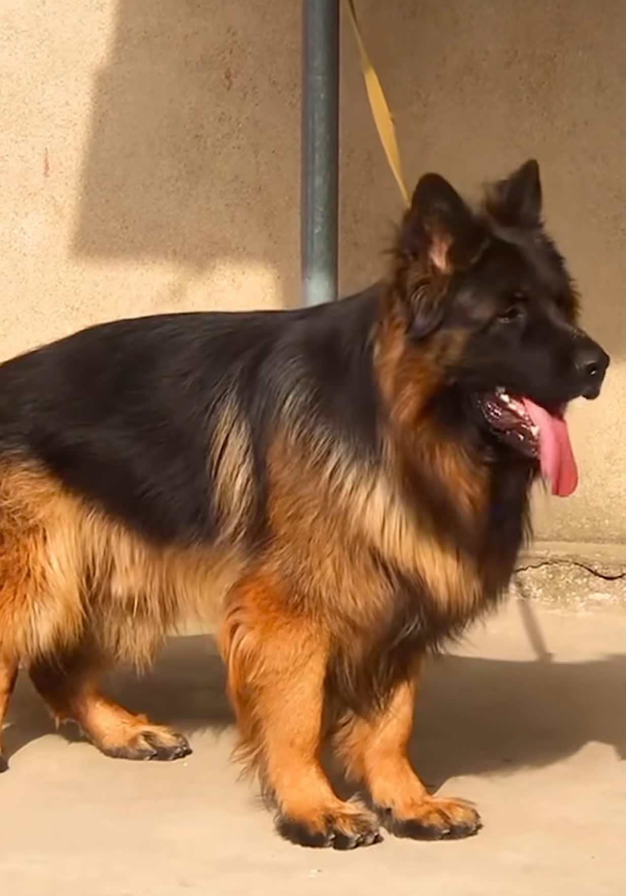 German shepherd #pedigree #dubai🇦🇪 #blackgermanshepherd #puppies #dubai_dxb_uae 