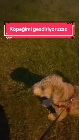 Merhabalar sevgili çok heyecanlı, deli tosunum Mocha’yı gezdirdim. Kendisi gerçekten çok kıpır kıpır bir köpek siz de şahit olun biraz istedim 😬😬😬 #fyp #kesfet #köpek #tosun #köpekvideoları 