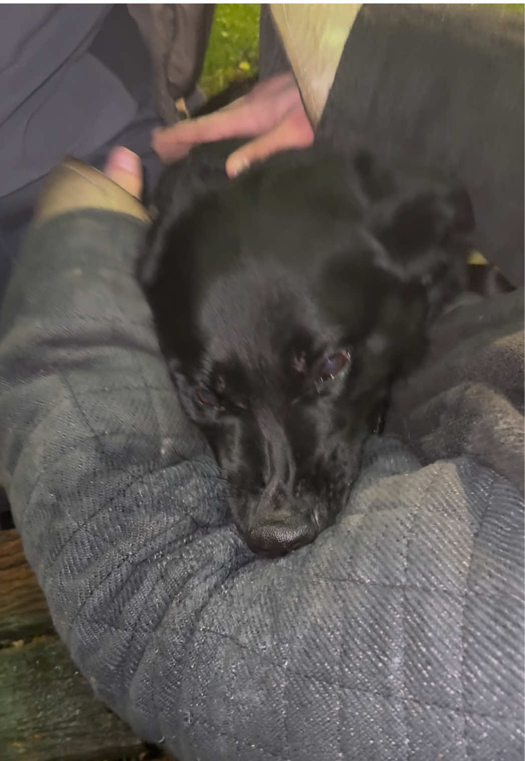 Black German doing passive bitework #k9 #DogTraining #protectiondogs #germanshepherd #k9unit 