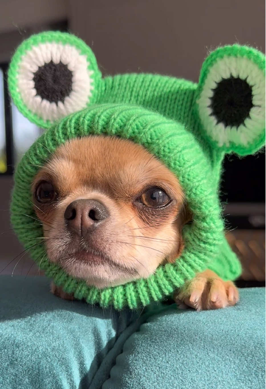 Чихуашенька🥹♥️ #чихуахуа #chihuahua #chihuahuastiktok #собаки #трогательно 