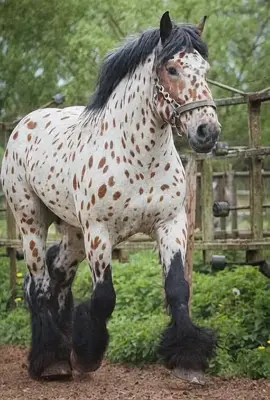 Meet the most beautiful horse you'll see all day! 🐴✨ ​#Horse #HorsesOfTikTok #HorseLover #Animals #BeautifulAnimals This stunning spotted horse is a true showstopper! Watch him walk with grace and show off his unique coat. 