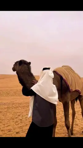 نحنا فراشنا للضيف مطروح 🔥❤.            #شعراء_وذواقين_الشعر_الشعبي #شتاوي_وغناوي_علم_ع_الفاهق❤🔥 #تصميم_فيديوهات🎶🎤🎬 #اجدابيا #سبها_ليبيا_الجنوب_الليبي 