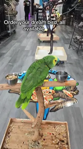 #congoafricangrey #africangray #parrot #parrots #parrotsofinstagram #parrotsofig #pets #pet #petsofinstagram #petsofig #animals #animalsofig #animalsofinstagram #bird #birds #birdsofig #birdsofinstagram #africangrey #companionparrot #africangreyparrotsofinstagram #africangreyparrotsofig #trainedparrot #petparrot #greenwingmacaw #macaw #macawsofinstagram #macawsofig #freeflyingparrots #freeflighttraining #freeflightparrots #parrotsofinstagram #amazonparrot #amazonparrots #parrotslove #parrotstagram #parrotsoftheworld #birdsofinstagram #nature_lovers #exoticbirds #parrotsig #parrotsareawesome #parrotsofig #parrotaddict #parrotsofinstagram #birdlife #parrotsworld #fyp #viral 