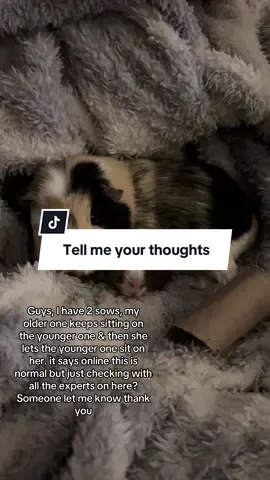 Is this okay? Or do I need to remove her immediately? Is it because they are still bonding?  #guineapig #guineapigsoftiktok #guineapiglove #like #follow 
