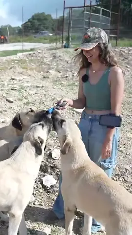 The puppies are all grown up! 🐶🥹 #fyp #mayahiga #dog #anatolianshepherddog #livestockguardiandog 
