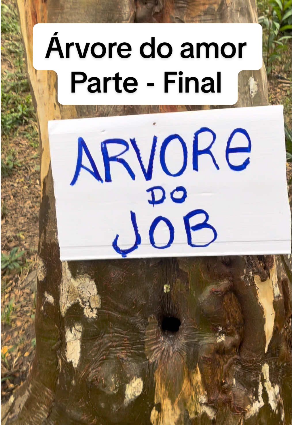 Árvore do amor - Parte Final  #natureza #amazonas 