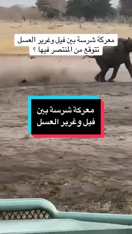 معركة شرسة بين #فيل و #غرير_العسل  غرير العسل شجاع ولا عنده خاصية آلخوف مهما كبر حجم منافسة يهاجم ولا يتراجع أبداً #عالم_الحيوان #سبحان_الله_وبحمده_سبحان_الله_العظيم 