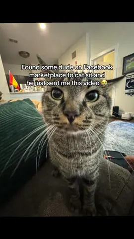 someone use this audio for an edit pls 😭 #cat #catsoftiktok #mango #cutecat #catsitter 