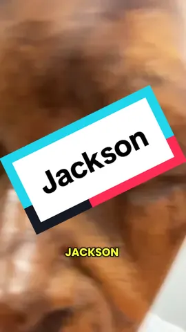 @Joe let’s say hi to Jackson #jackson #guywood #hello 