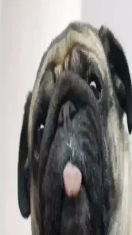 крутые мопсиаи анимированные обои скачать  #р_е_к_о_м_е_н_д_а_ц_и_и #рек #рекомендации #fyp #f 