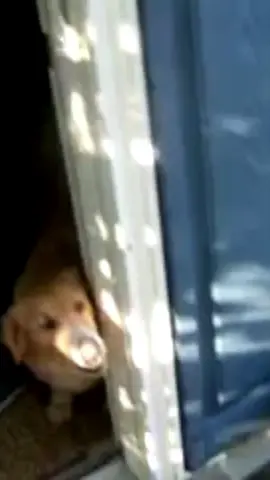 Welcome to the ultimate compilation of hilarious pet moments!  #CuteAnimals #AnimalLovers #PetsOfTikTok #FunnyPets #DogSoftTikTok #CatSoftTikTok #PetVideos #AnimalComedy#PetLovers #FurryFriends #PetCare #AdorableAnimals #AnimalFacts