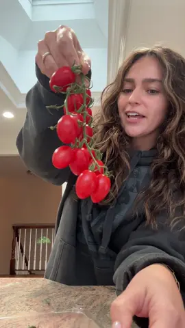 tomato girl till the day i die and i love them in all shapes and sizes but these take the cake trust me #tomato #cherrytomatoes #shoprite #snack #sweet 