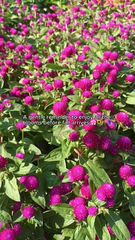 Not just passing through, we’re part of the view at @Northwest Missouri State 💚 #kiwibot #robot #deliveryrobot