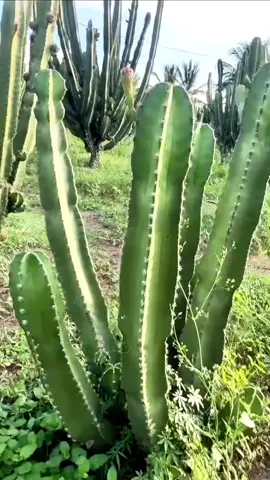 #viral #pitayas #tierracaliente #❤️❤️👏👏👏👏👏👏👏 #huacanamichoacan 