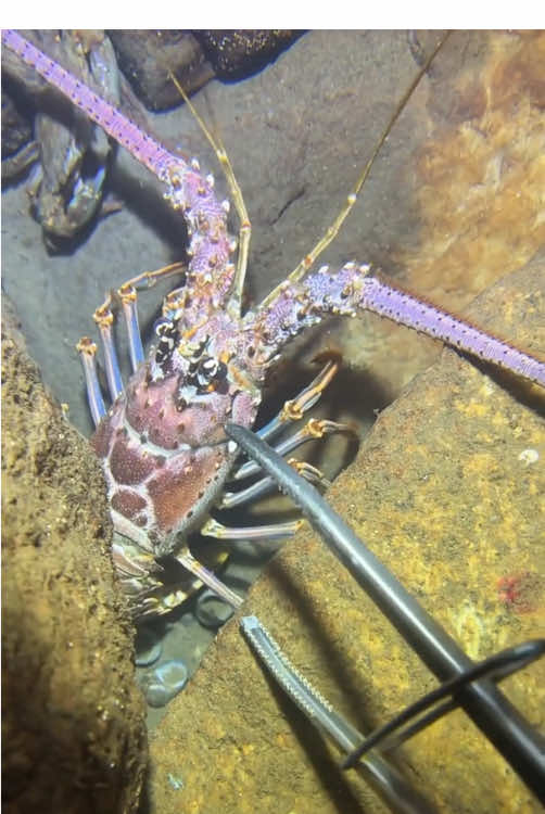 What a huge lobster! 🦞 #fishing #seafood #gotosea #seaside #lobster 