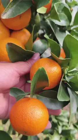 jeruk santang madu cepat di buahkan,sudah hasil okulasi dari indukan yang sudah pernah berbuah,,  jadi cepat di buahkan.  // Jeruk santang madu // santang madu // hasil okulasi // cepat berbuah // jeruk manis // santang madu jumbo // jeruk mungil #jerukmanis #jeruk #jeruksantangmadu #jerukmandarin #jeruksantang 