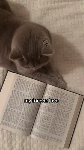 Everything 🤍  #britishshorthair #catlover #cat #fyp #viral 