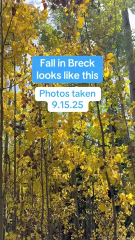 It’s about to be peek foliage #fallcolors #breckleafpeep #johnyprsm 