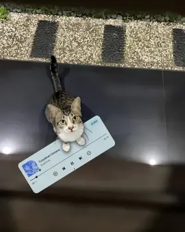 #fyp #lyrics #liriklagu #tunjukancintamu #xyzbca 