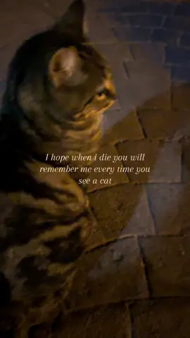 #cats #fyp #foryou 
