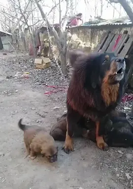 #tiktokreels #reels #virel #dog #bakarwaldog 