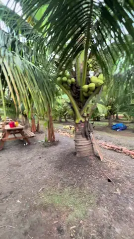 Ternayata ada tempat yang asik buat nyore di purwodadi.. tepatnya di perkebunan kelapa desa wolo penawangan 🔥🔥 #perkebunankelapa #kebunkelapawolo 