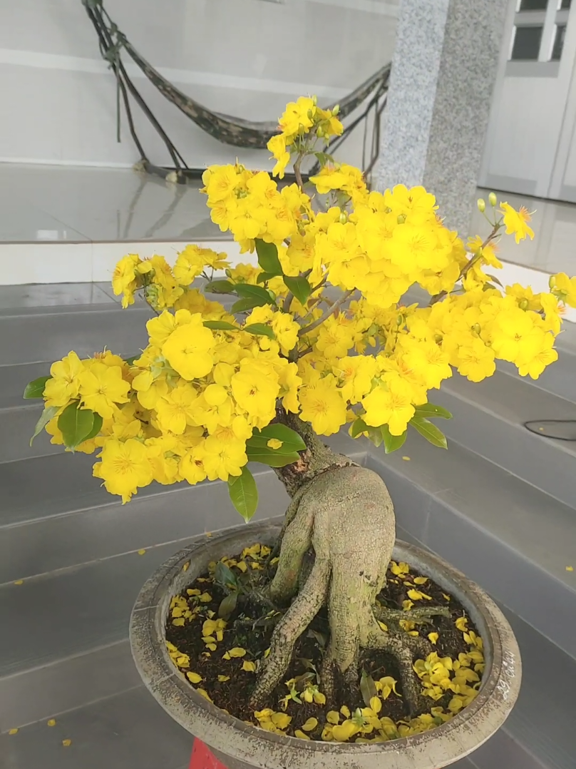 Như ý quá đỉnh #toiyeutiktok 