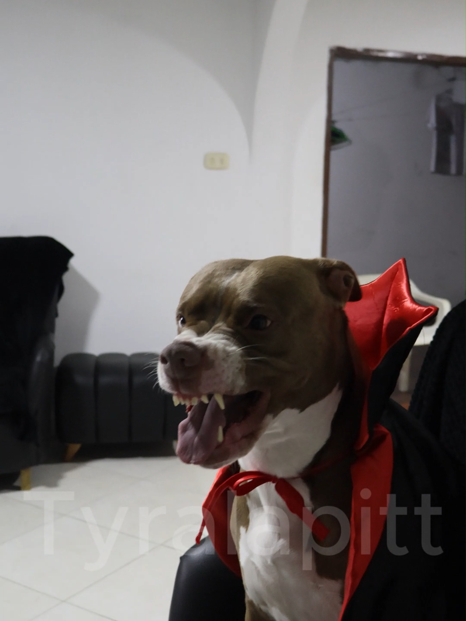 Soy Dracula amita 🧛‍♀️🧛‍♀️🥰🥰🤣🤣 #tyra #tyralapitt #viral
