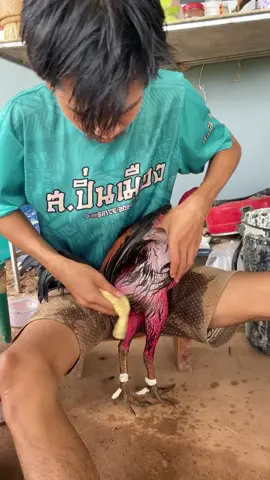 #ศิริศักดิ์ฟาม🐉 #ผู้บ่าวเลี้ยงไก่ #พม่าแข้งคม #ฟีดดดシ #พม่า #ไก่ชน 