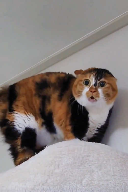 Meow🐱#cat #catsoftiktok #funny #funnyvideos 