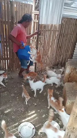 di butuhkan banyak makanan 