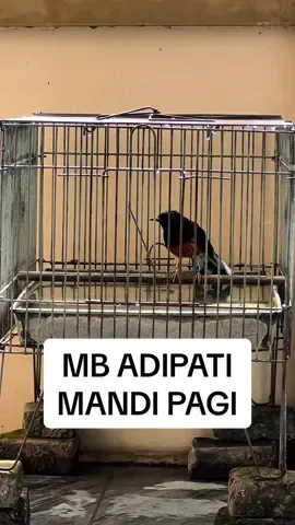 Mandi pagi Suegerr Om … #bolangproduction #andribolang #ngawisf 
