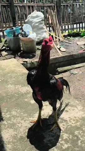 Sedang di proses Mr. Kalagondang #bangkokselatan #ayambangkoksuper #pemukulsaraf #fyppppppppppppppppppppppp #fyp 