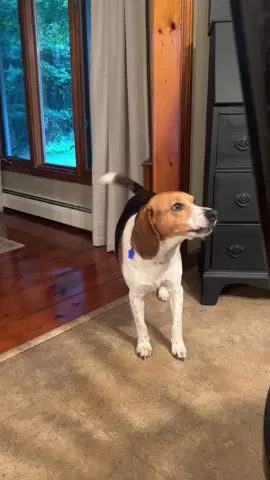 Had to get closer to make sure they heard me 🙄 #dogsoftiktok #beagles #fyp #september #bark 