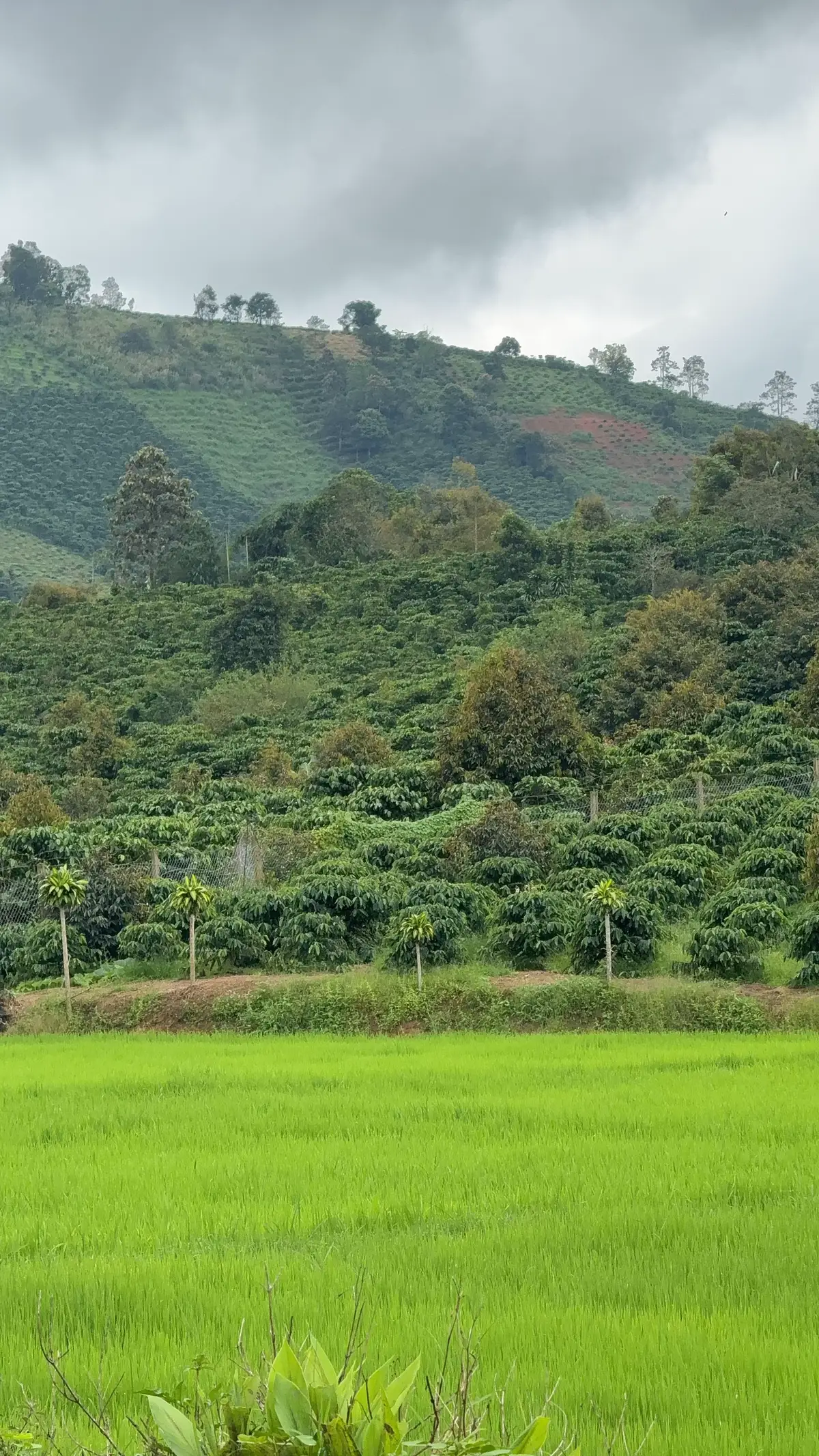 100% nhé các tình iu #tuongtac #ti̇ktok 