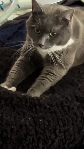 Couldn’t make biscuits without the intense eye contact 😂#earlene #onherbullshit #catsoftiktok #catsoftiktok 