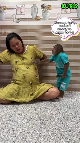 Mom is in labor about to give birth , dad comes home immediately #babymonkeys #loveanimals #animalsoftiktok #familymonkey #cutemonkey 