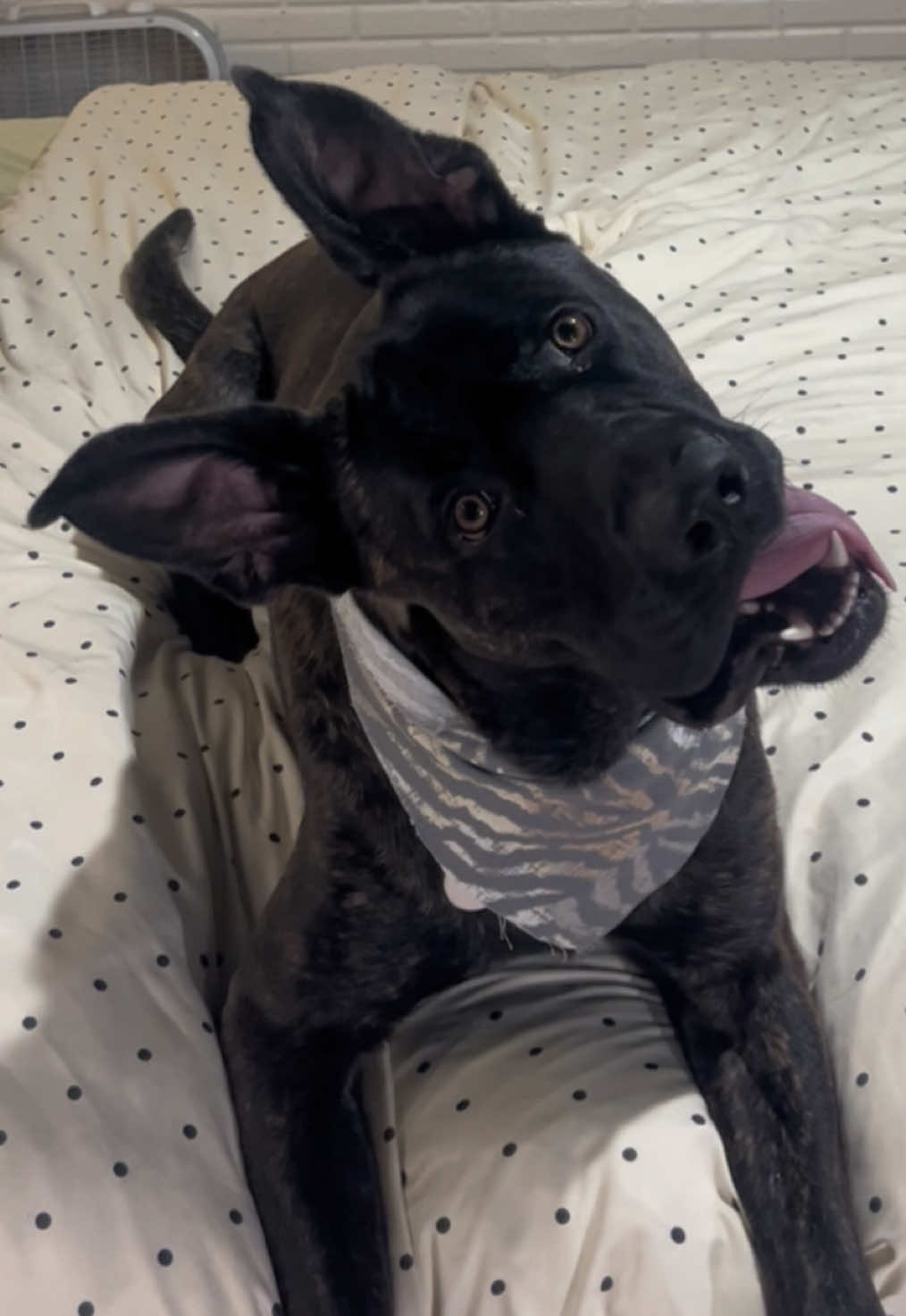#dogsoftiktok #dog #puppy #canecorso #germanshepherd 