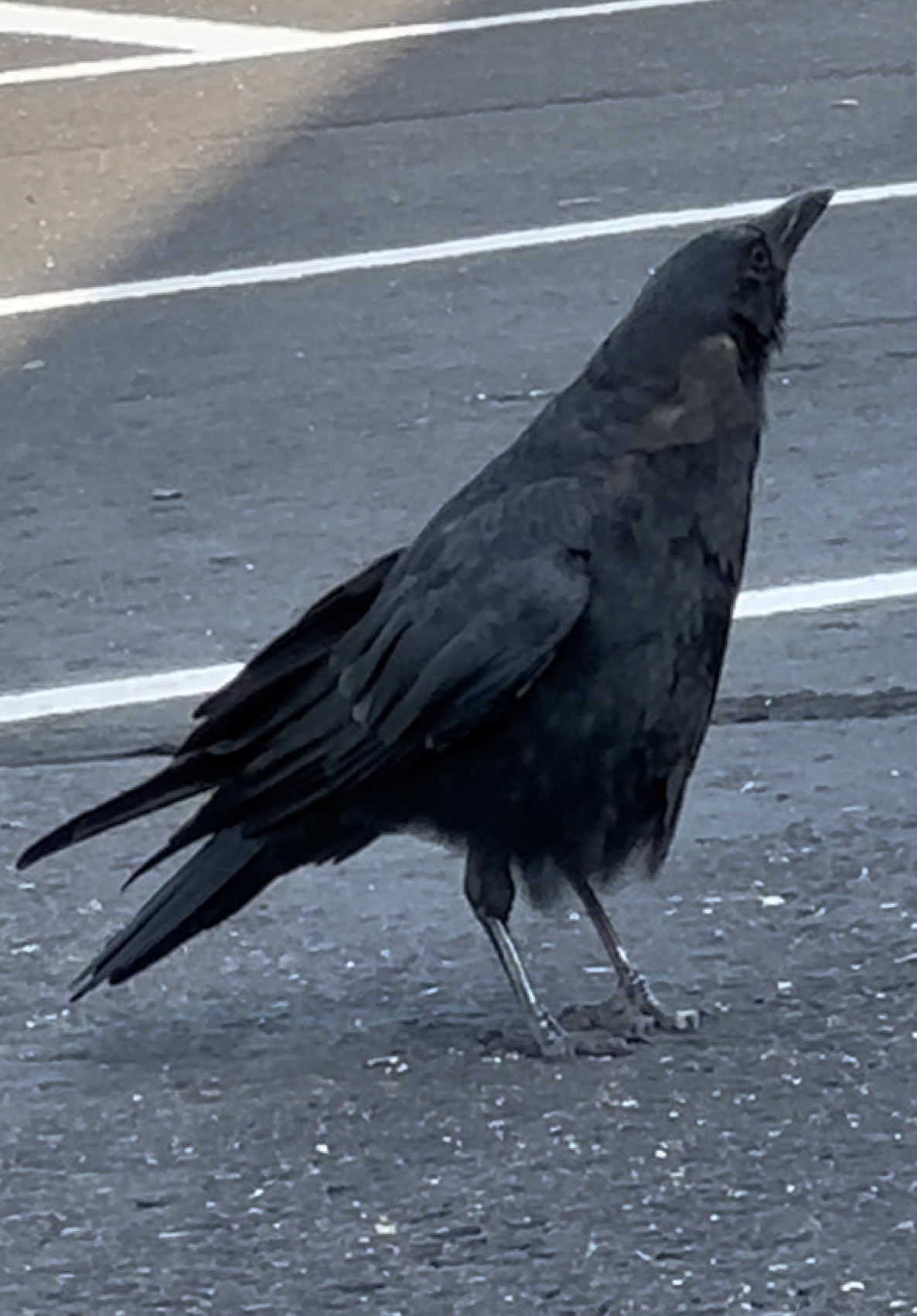 Do your crows turn into triangles too?  #crow #crows #crowtok #birdsoftiktok #birdwatching 