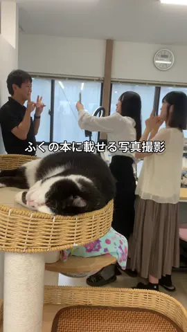 会社猫ふくの日常😸 本製作中です✨ふくは立派なカメラで盛れる写真撮ってもらってたので社員撮影は興味なしでした😅 #株式会社日章#会社猫#トラック