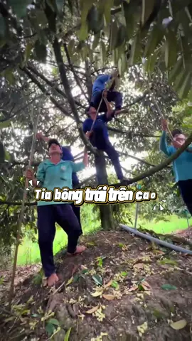 Sào rút có sẳn liêm nha anh chị ơi giỏ hàng em nha #xuhướng ##saurieng #saorutinox #saorutluoiliem #xaorutluoiliem 