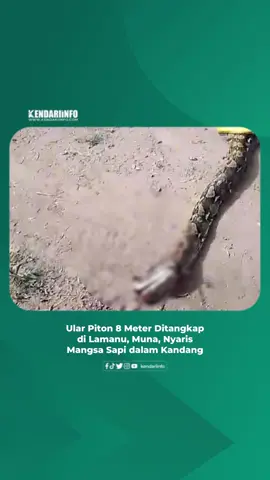Warga Desa Lamanu, Kecamatan Kabawo, Kabupaten Muna, Sulawesi Tenggara (Sultra), berhasil menangkap ular piton (Pythonidae) sepanjang 8 meter. Ular tersebut nyaris memangsa seekor sapi. Untungnya pemilik ternak lebih dulu melihat keberadaan ular dalam kandang sapi di Desa Lamanu, Rabu (17/9/2025), sekira pukul 10.20 Wita. Warga Desa Lamanu, Ahmad Zakaria (23), menjelaskan penemuan ular bermula ketika Darmin (42), pemilik sapi, hendak memberi makanan ternaknya di kebun. Namun, saat tiba di kandang, ia dikagetkan dengan keberadaan ular dekat sapinya yang hanya berjarak satu meter. “Ular belum sempat mangsa, baru ancang-ancang. Untung datang orangnya. Saat melihat ular, Pak Darmin yang hanya berjarak satu meter dengan ular langsung lari sambil teriak,” kata Ahmad kepada Kendariinfo, Rabu (17/9). Teriakan Darmin didengar tetangganya. Setelah diberi tahu bahwa ada ular dalam kandang, mereka langsung mengecek dan melihat langsung keberadaan piton. Menyadari ular cukup besar, tetangganya menelepon warga Lamanu lainnya untuk meminta bantuan. “Teriakan Pak Darmin didengar tetangga kebun. Mereka langsung mengecek dan melihat keberadaan ular,” ujar Ahmad. Mendengar informasi tersebut, sejumlah warga Lamanu segera menuju kebun Darmin. Sesampainya di lokasi, warga langsung menebas bagian kepala ular menggunakan parang. Namun, tebasan parang justru membuat ular memberontak, sehingga menyulitkan proses evakuasi. Warga akhirnya berinisiatif menjerat tubuh ular menggunakan tali. “Ular ditebas di bagian kepala, tetapi lukanya tidak parah. Saat hendak ditangkap, ular masih melawan, sehingga kami memutuskan menjeratnya dengan tali. Syukur berhasil dievakuasi. Sekarang ular masih hidup dan berada di kebun Pak Darmin,” pungkasnya. #kendariinfo #kendari #sulawesitenggara #sultra 