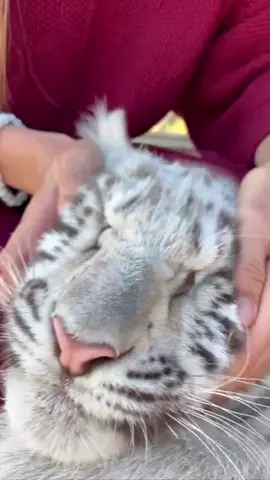 Поїли - можна  і поспати #фельдманекопарк #фельдманэкопарк #харьков #харків #тигр 