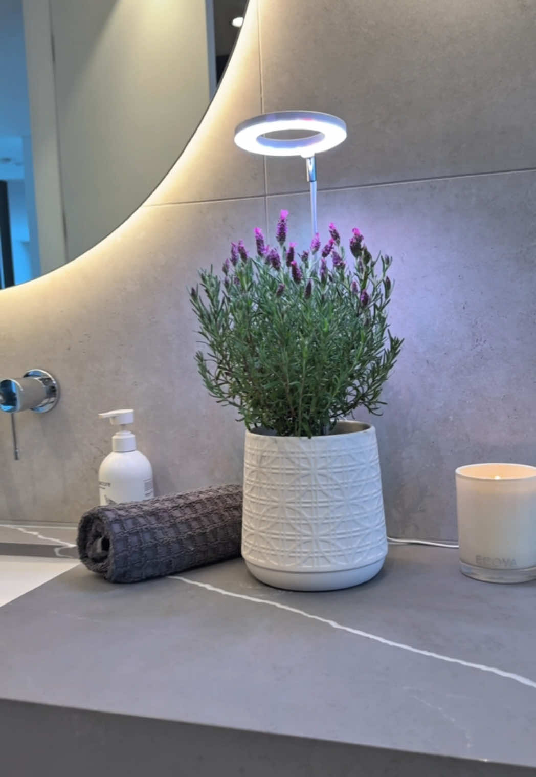 Creating perfect vibes with the Halo Elite grow light ✨ Turn every spot into a plant spot. Grow plants anywhere without worrying about insuffient light. #gardening #TikTokLearningCampaign #indoorplants #indoorgarden #plantparent #homedecorideas #plantdecor #plantlover #lavender 